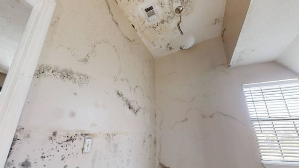 Best Asbestos and Lead Testing During Mold Inspection  in Prudenville, MI