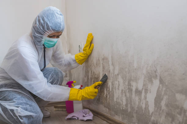 Best Environmental Consulting for Mold Prevention  in Prudenville, MI