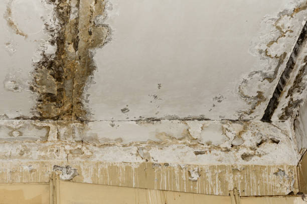 Asbestos and Lead Testing During Mold Inspection in Prudenville, MI