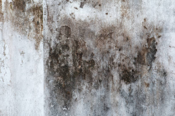 Best Crawl Space Mold Remediation  in Prudenville, MI