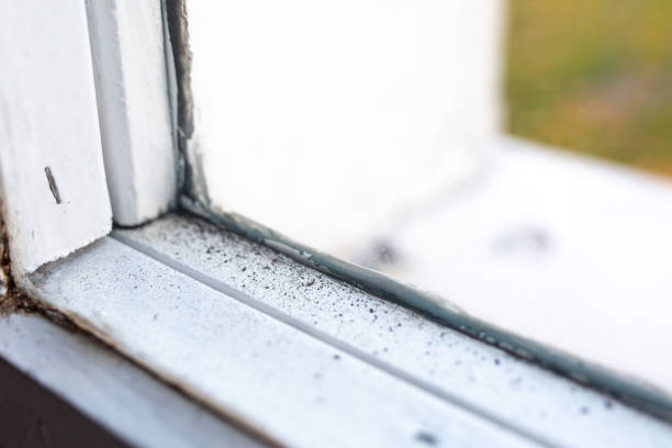 Best Forensic Mold Investigation  in Prudenville, MI