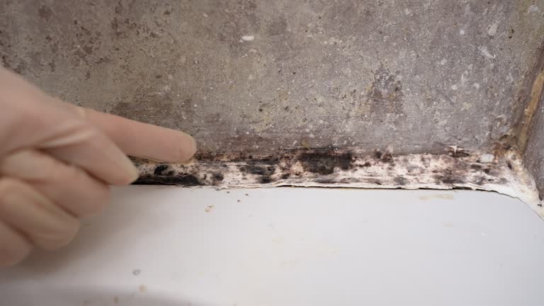 Forensic Mold Investigation in Prudenville, MI