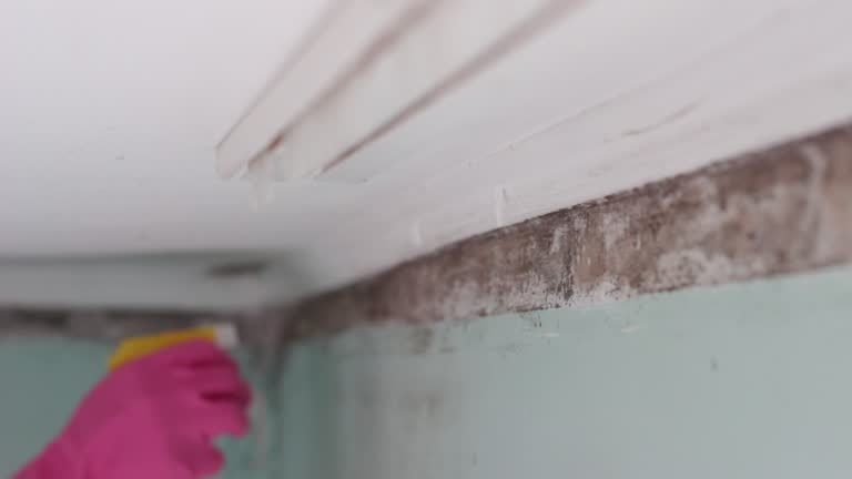 Reliable Prudenville, MI Mold Removal Solutions